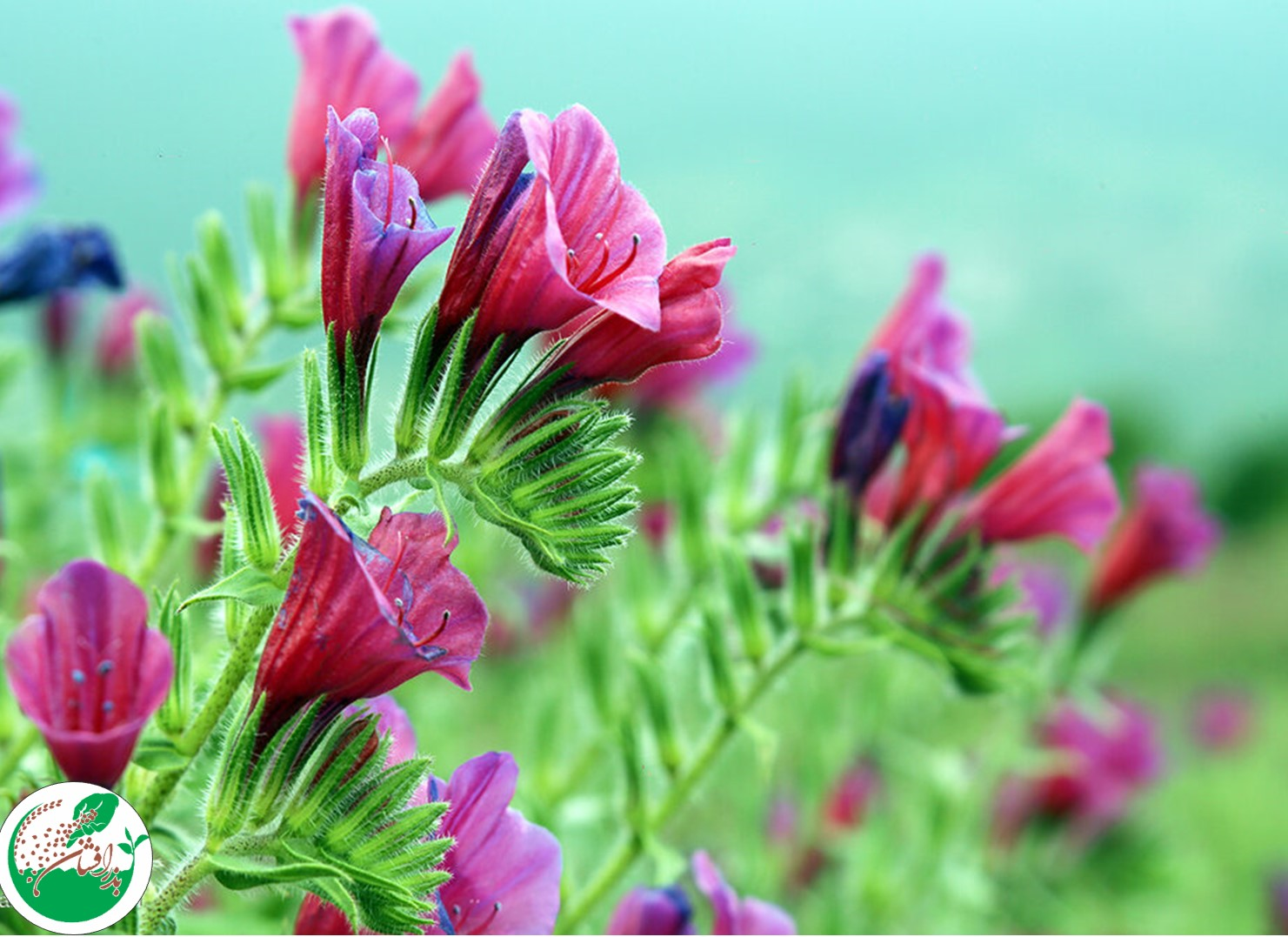انواع گل گاوزبان