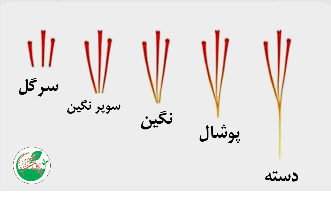 انواع زعفران ایرانی