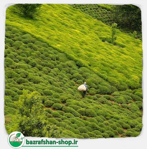 باغ چای ایرانی