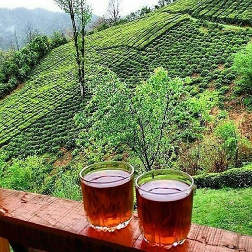 چای ایرانی سیاه و سبز