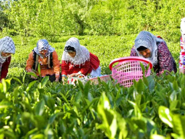 چای بهاره لاهیجان، بهترین نمونه چای ایرانی